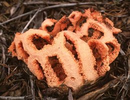 Clathrus_ruber(fs-2).jpg