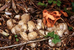 Clathrus_ruber(mgw-03).jpg