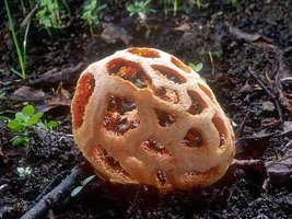 Clathrus_ruber(tfl-01).jpg