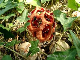 clathrus_ruber_hr.jpg