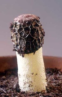 Phallus_hadriani(mgw-06).jpg