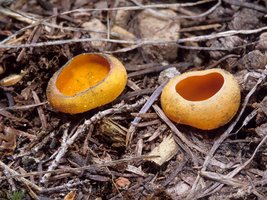 Caloscypha_fulgens(mgw-01).jpg