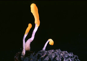 Mitrula_elegans(mgw-01).jpg