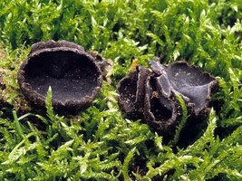 Pseudoplectania_nigrella(mgw-01).jpg
