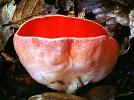 Sarcoscypha_coccinea(mgw-01).jpg