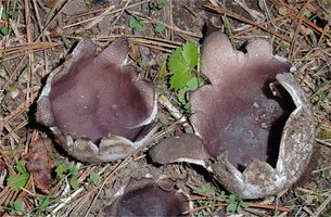 Sarcosphaera_coronaria(db-01).jpg