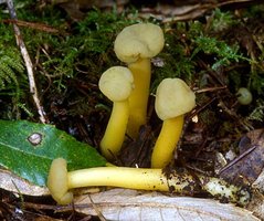 Leotia_lubrica(mgw-03).jpg