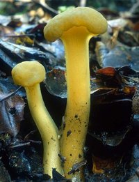 Leotia_lubrica(nw-01).jpg