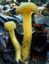Leotia_lubrica(nw-01).jpg