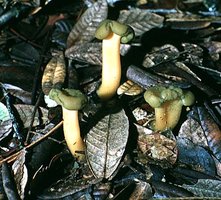 Leotia_viscosa(bab).jpg