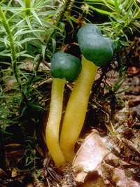 Leotia_viscosa(tfl-01).jpg