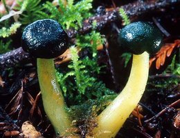 Leotia_viscosa(tfl-c119-19).jpg