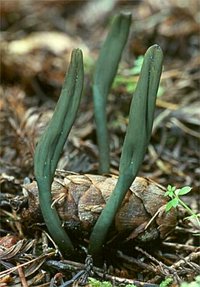 Microglossum_viridae1.jpg