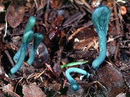 Microglossum_viride(mgw-01).jpg