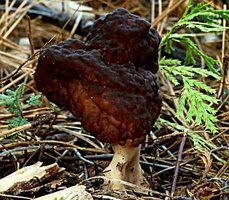 Gyromitra_esculenta1.jpg