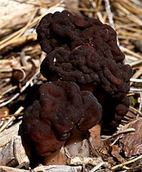 Gyromitra_esculenta(bk-01).jpg