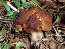 Gyromitra_esculenta(fs-01).jpg