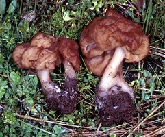 Gyromitra_esculenta(mgw-01).jpg