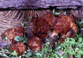 Gyromitra_esculenta(mgw-02).jpg