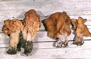 Gyromitra_esculenta_infula(fs-01).jpg