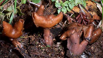 Gyromitra_infula(bk-01).jpg