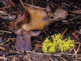 Gyromitra_infula(mgw-01).jpg