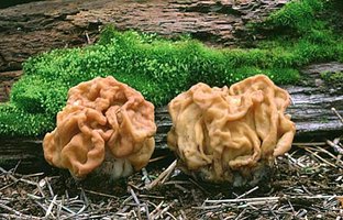 Gyromitra_montana(fs-02).jpg