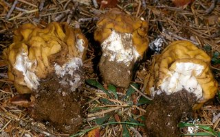 Gyromitra_montana(mgw-01).jpg