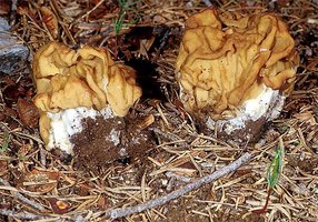 Gyromitra_montana(mgw-02).jpg