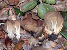 Helvella_acetabulum(dd-11434).jpg