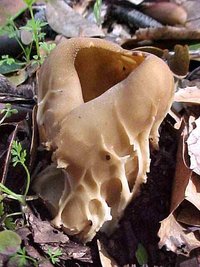 Helvella_acetabulum(hs-01).jpg