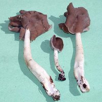 Helvella_compressa(dd-4153).jpg