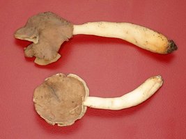 Helvella_compressa(mgw-01).jpg