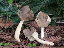 Helvella_compressa(mgw-02).jpg