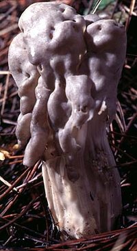 Helvella_lacunosa(bk-01).jpg