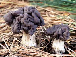 Helvella_lacunosa(fs-05).jpg