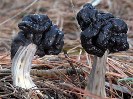 Helvella_lacunosa(mgw-03).jpg