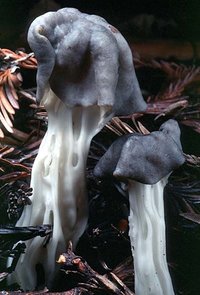 Helvella_lacunosa(tfl-s117-08).jpg