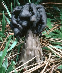 Helvella_lacunosa(tfl-s127-24).jpg