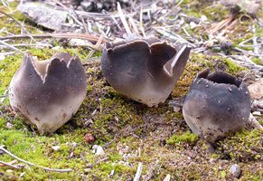 Helvella_leucomelaena(fs-01d).jpg