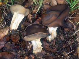 Helvella_queletii(nw-01).jpg