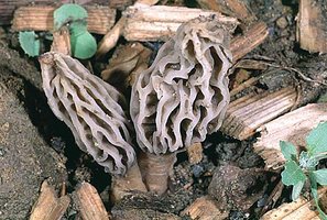 Morchella_deliciosa(fs-03).jpg