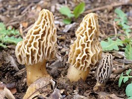 Morchella_deliciosa(fs-04).jpg