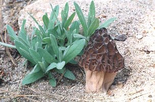 Morchella_elata(fs-01).jpg