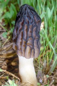 Morchella_elata(fs-02).jpg