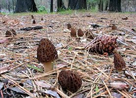 Morchella_elata(hs-01).jpg