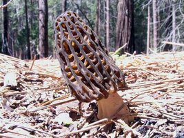 Morchella_elata(hs-04).jpg