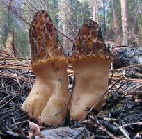 Morchella_elata(hs-05).jpg