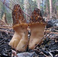 Morchella_elata(hs-05).jpg