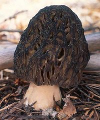 Morchella_elata(nw-01).jpg